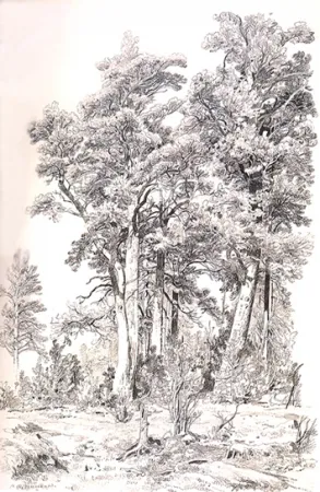 Шишкин И.И. Сосны. 1880-е, Бумага, графитный карандаш, 63,3х41,1