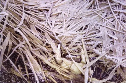 Кукла в Замерзшей Траве. Острова Солт Спринг, Канада. 2007. Бумага, жикле. 50х75