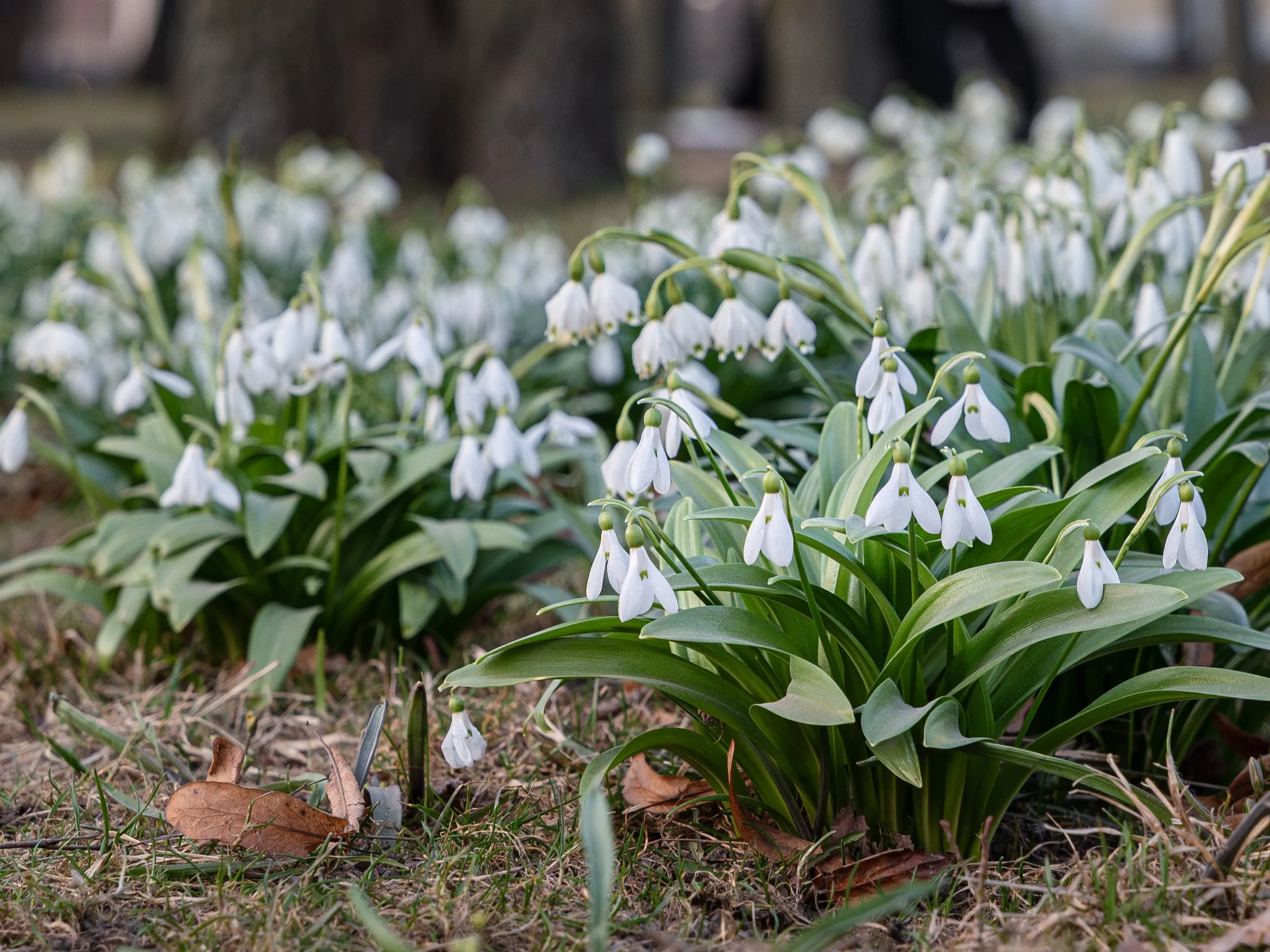Весна с Русским музеем: приглашаем на авторские экскурсии в Михайловский сад