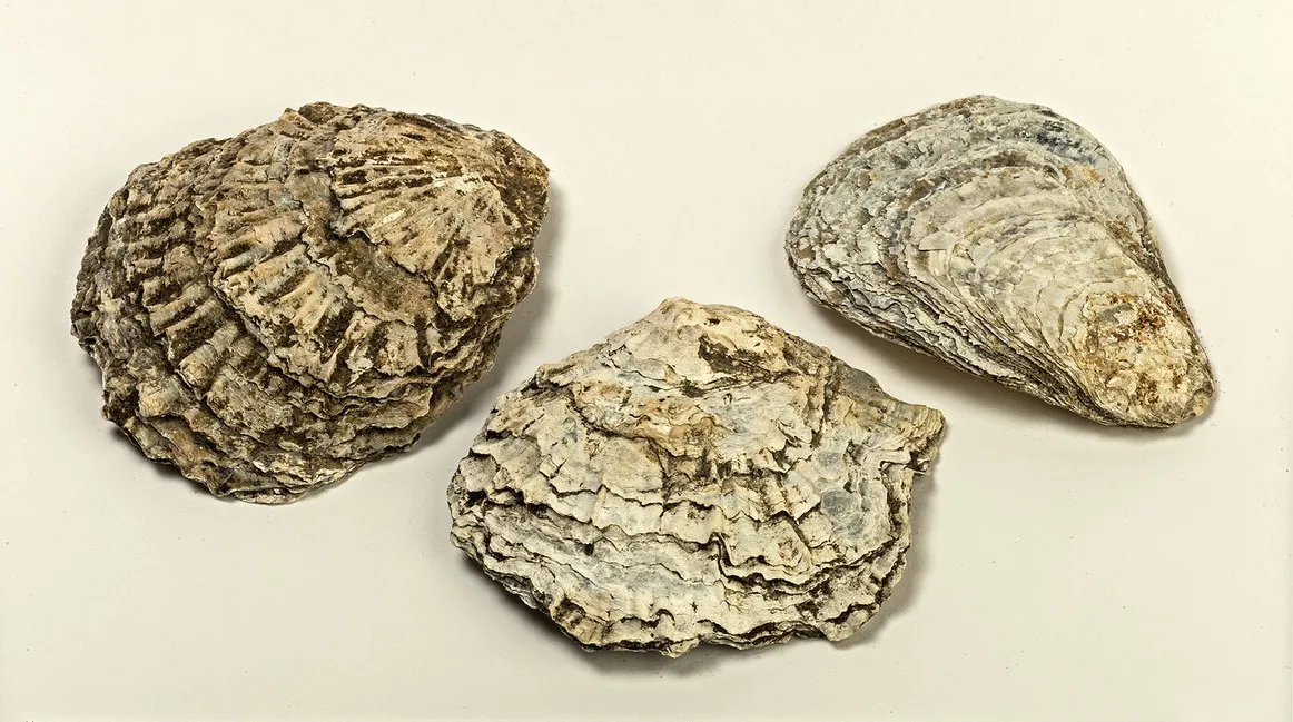 Створки раковин устриц (лат. Ostreidae) и морского гребешка (лат. Pectinidae). Найдены в 2002 г. Элементы декоративной отделки грота при дворце императрицы Елизаветы Петровны, разобранного при строительстве Михайловского замка в 1797 году.