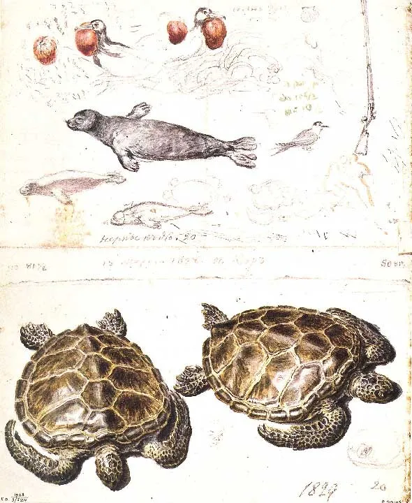 Нерпы. 1820 (?). Черепаха. Орел-фрегат. Наброски.18 марта 1828. 29,8 x 38,3. Государственный Русский музей