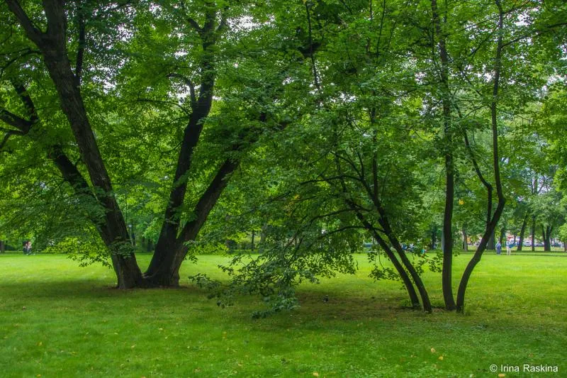 Жизнь растений в Михайловском саду