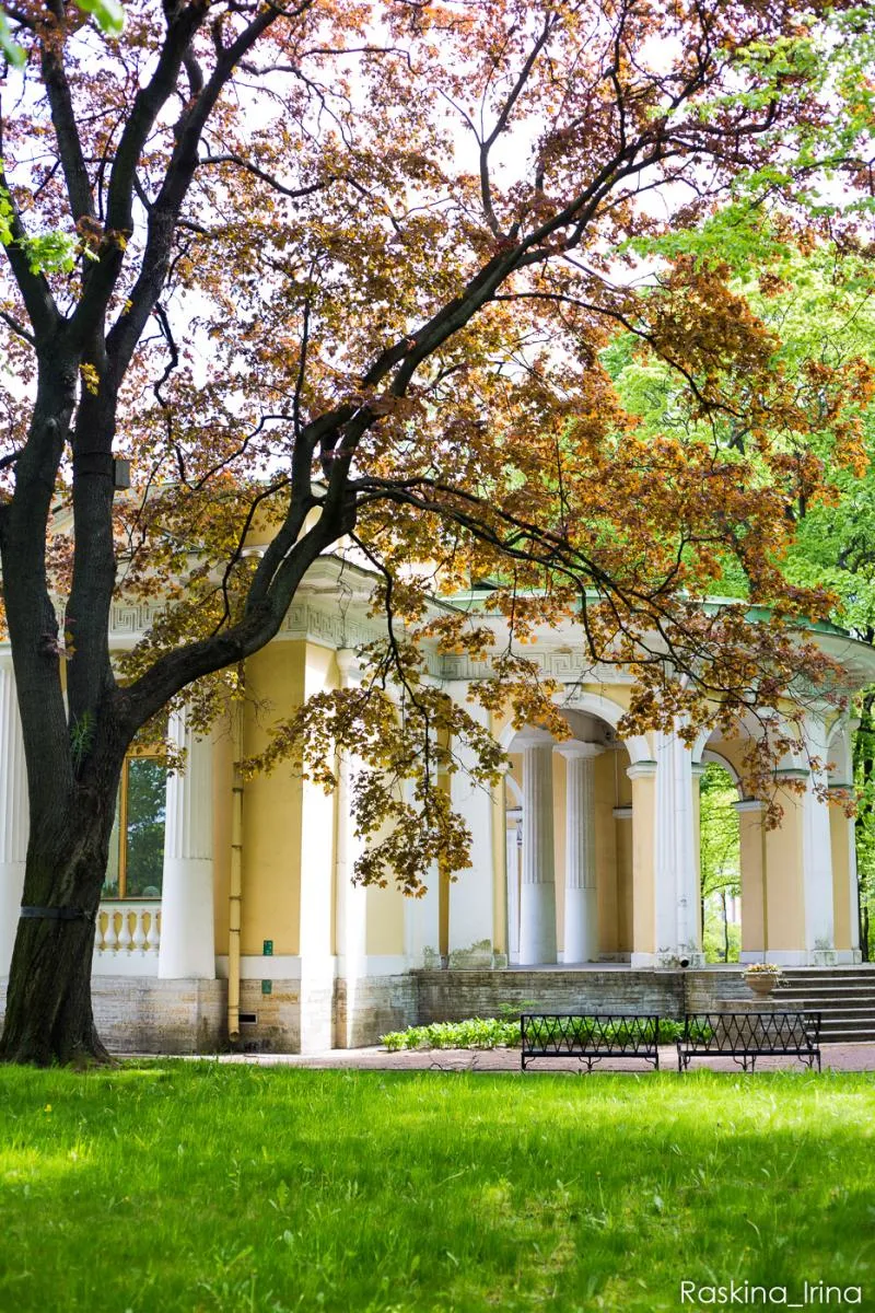 История Михайловского сада и деревьев вокруг Михайловского замка.