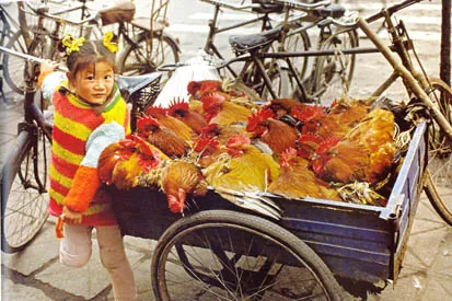 На Рынок. Девочка с Курицами. Чэнду, провинция Сычуан, Китай. 2001. Бумага, жикле. 50х75