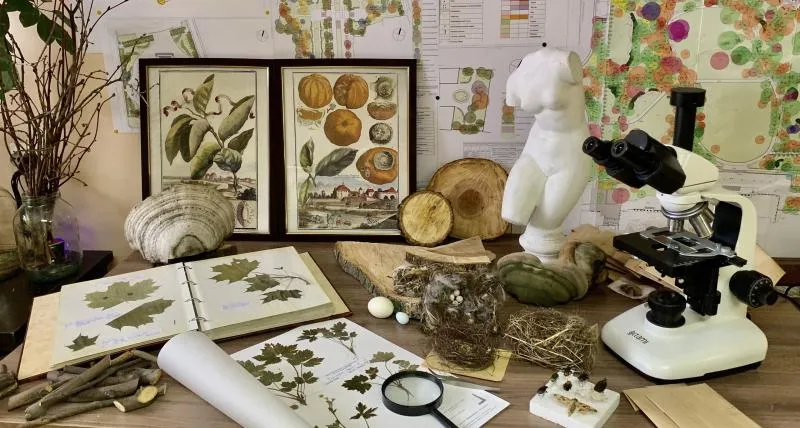 Сады Русского музея. Карма деревьев или Такие разные судьбы…